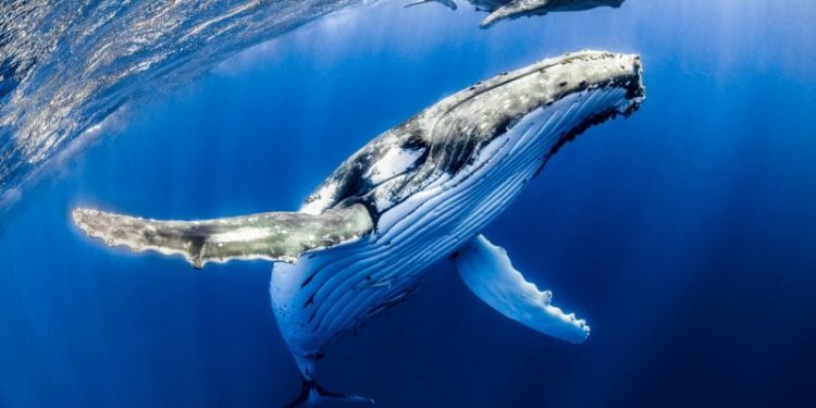 Spot Bitcoin ETFs Would Reduce Power of Whales and Increase Stability: Nansen Analyst