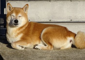 Is Bonk Going to Zero? BONK Price Drops as the Latest Meme Coin Prepares to List on Exchanges