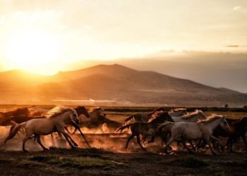 Metahorse Unity’s ICO (MUNITY) Dash: Race to the Future