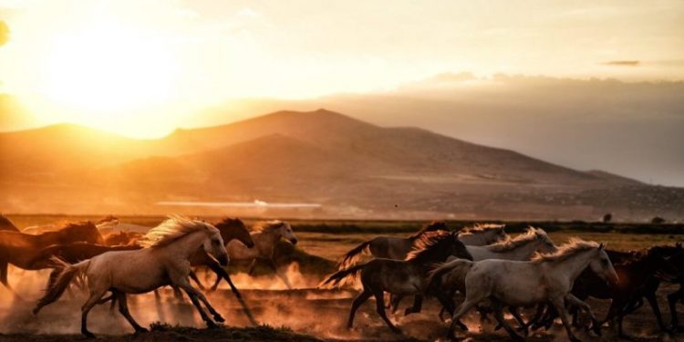 Metahorse Unity’s ICO (MUNITY) Dash: Race to the Future