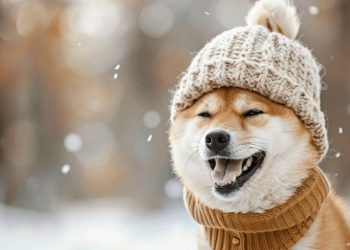 DogWifHat in Danger? WIF Price Tumbles 17% as New Solana Meme Coin Gains Momentum