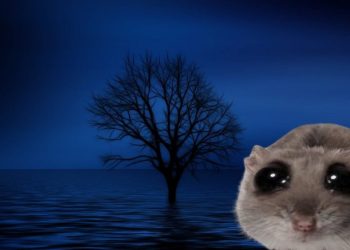 Solana Meme Coin HAMMY Price Pops And Experts Believe This Other Coin is Next