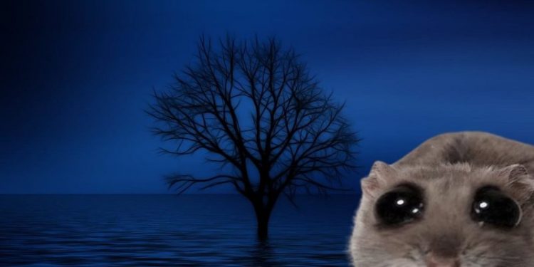 Solana Meme Coin HAMMY Price Pops And Experts Believe This Other Coin is Next