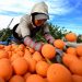 Orange juice prices are going through the roof — forcing some makers to consider alternative fruits