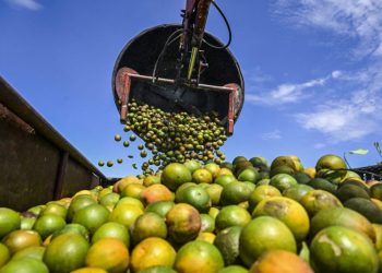 Why orange juice is so expensive