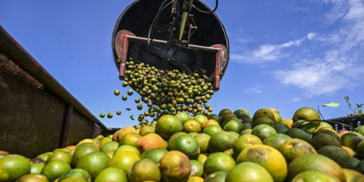 Why orange juice is so expensive