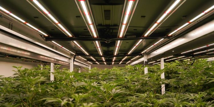 Trump signals support for Biden plan to loosen marijuana restrictions